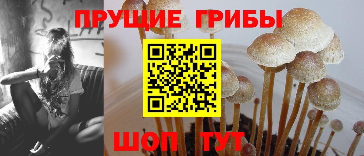 Галлюциногенные грибы Cubensis  Псилоцибиновые грибы мицелий  Вход с VPN  Ивантеевка 